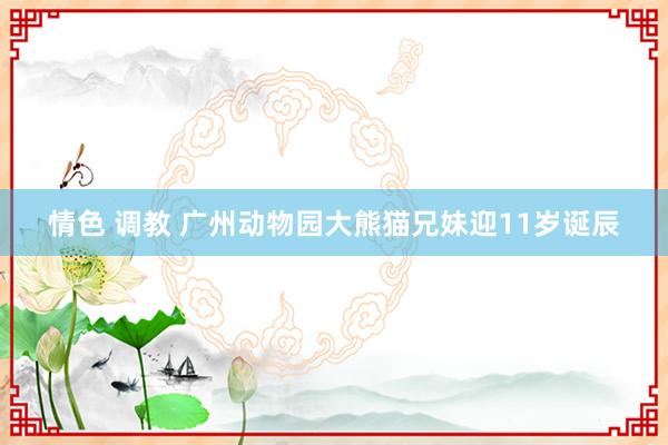 情色 调教 广州动物园大熊猫兄妹迎11岁诞辰